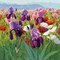 Early June Poster Print by Shirley Novak - Item # VARPDX22478